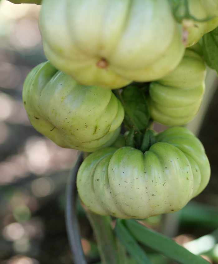 grünetomaten-pomodoriverdi-700x845