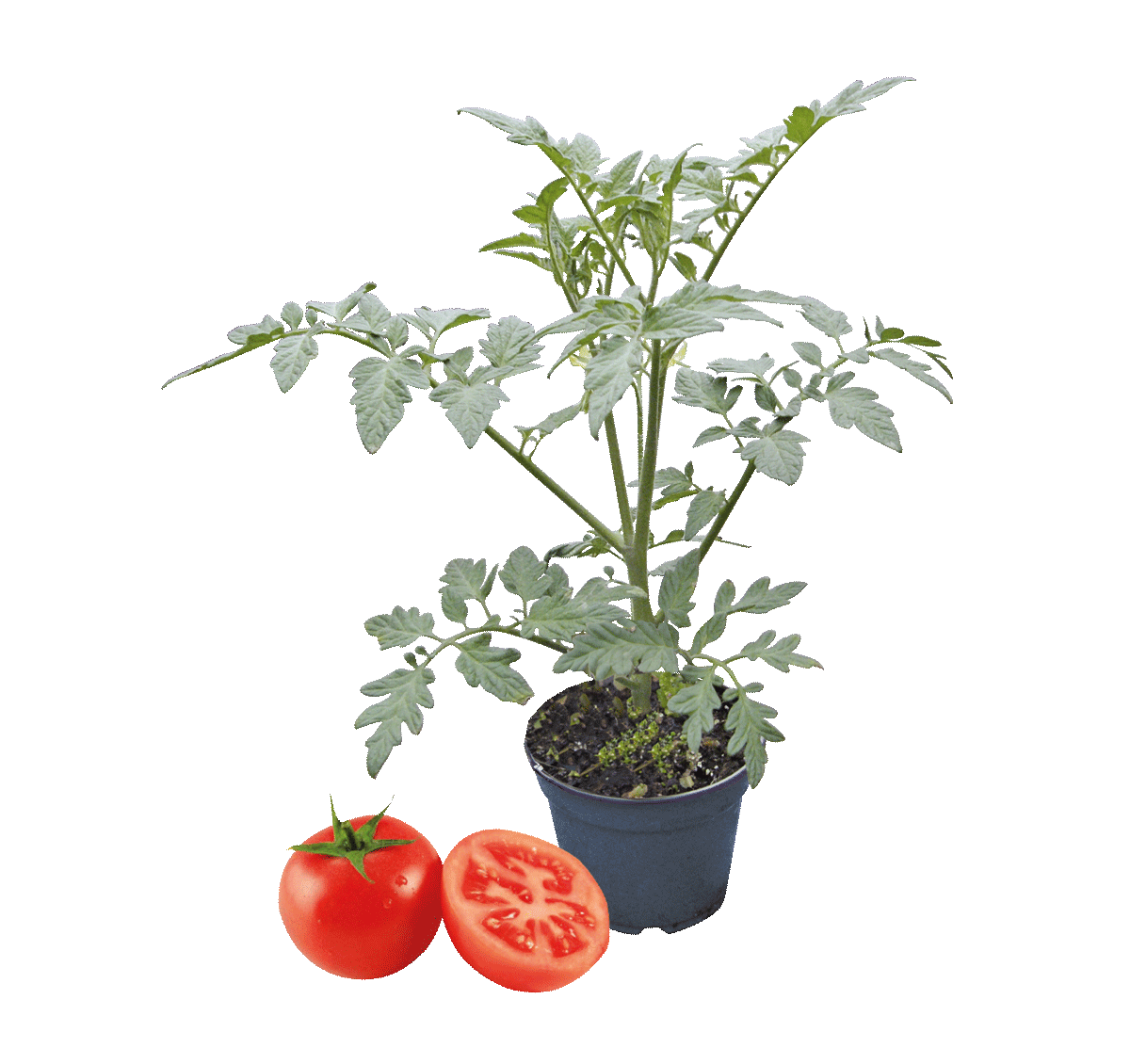 375233-Tomate-pomodoro